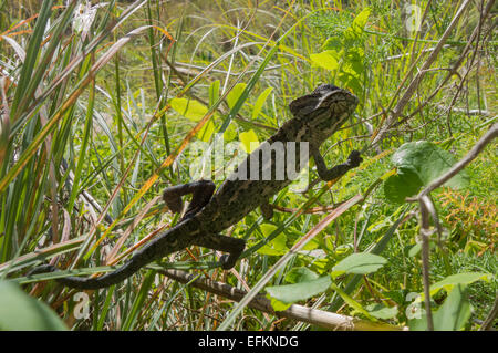 Gemeinsamen Chamäleon, Chamaeleo Chamaeleon, genannt auch Mittelmeer Chamäleon aus Malta. Stockfoto