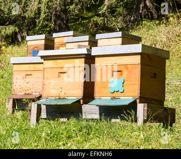 Imkerei - Bienen fliegen auf einem hölzernen Beeyard. Stockfoto