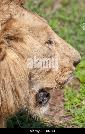 Porträt eines männlichen Löwen von der Seite. Stockfoto