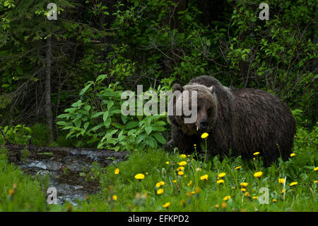 Grizzly Bär gehen durch Stream in der Nähe von Olive Lake, Alberta, Kanada Stockfoto