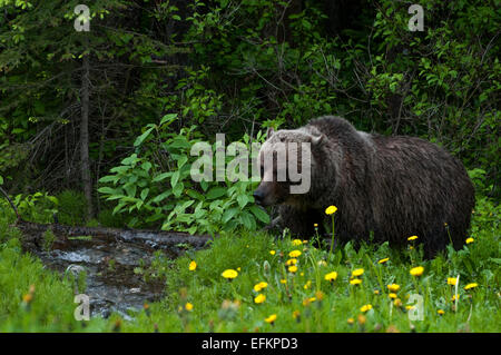 Grizzly Bär gehen durch Stream in der Nähe von Olive Lake, Alberta, Kanada Stockfoto