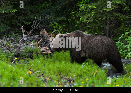 Grizzly Bär gehen durch Stream in der Nähe von Olive Lake, Alberta, Kanada Stockfoto