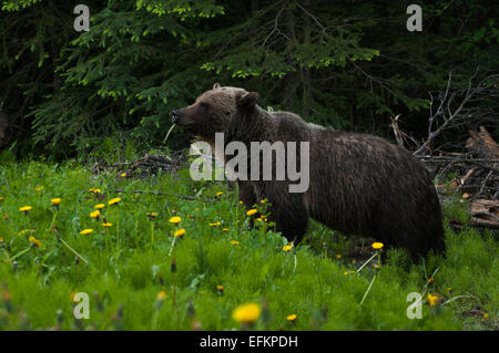 Grizzly Bär gehen durch Stream in der Nähe von Olive Lake, Alberta, Kanada Stockfoto