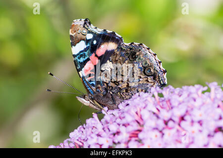 Distelfalter Schmetterling auf den Blüten des Sommerflieders Busch Stockfoto
