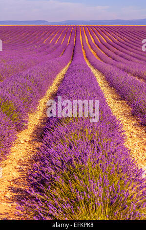 Champs de Lavande au Hebel de Soleil Valensole haute Provence Frankreich Stockfoto