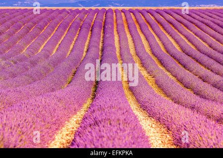 Champs de Lavande au Hebel de Soleil Valensole haute Provence Frankreich Stockfoto