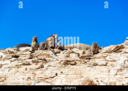 Gruppe von Seelöwen in der Nähe von Damas-Insel in Chile Stockfoto