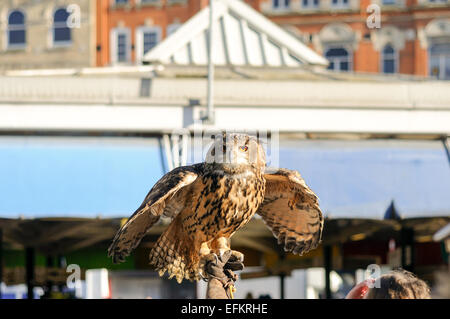 Europäische Uhu "Bubo Bubo". Stockfoto