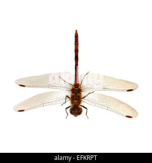 Schneiden Sie das Bild von einem gemeinsamen Darter Libelle Sympetrum striolatum Stockfoto