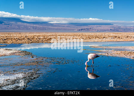 Nahaufnahme von einem Anden Flamingo in See Chaxa in der Nähe von San Pedro de Atacama, Chile Stockfoto