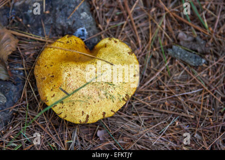 Wild Mushroom Stockfoto