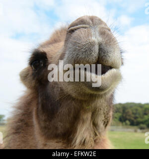 Nahaufnahme des baktrischen Kamel (Camelus Bactrianus) borstigen Mund und Nase Stockfoto
