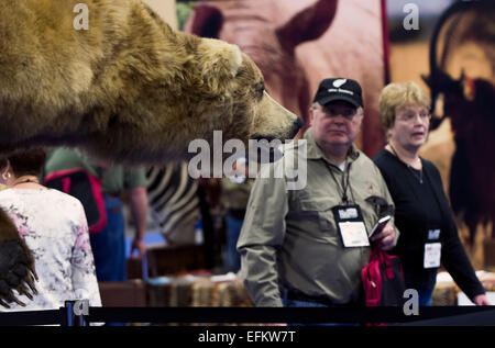 Las Vegas, Nevada, USA. 6. Februar 2015. Ein ausgestopfter Bär späht aus einem Messestand während der 43. Safari Club International Convention. Die viertägige Expo ist ein Marktplatz von Großwild Jagd waren, einschließlich Waffen. Bogen-Jagdbedarf und Trophäe töten Präparatoren Displays. © Brian Cahn/ZUMA Draht/Alamy Live-Nachrichten Stockfoto