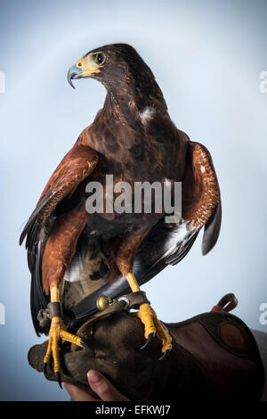 Leistungsstarke Bussard Stockfoto