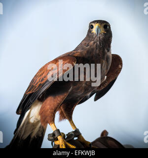 Leistungsstarke Bussard Stockfoto