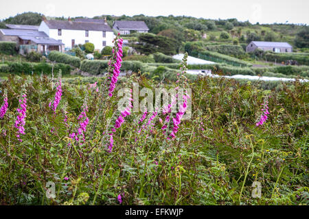 Landschaft mit Fingerhut und Coastal Cottages in der Hell Bay, bryher, Scilly Isles, Großbritannien Stockfoto