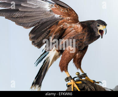 Leistungsstarke Bussard Stockfoto