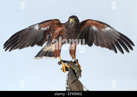 Leistungsstarke Bussard Stockfoto