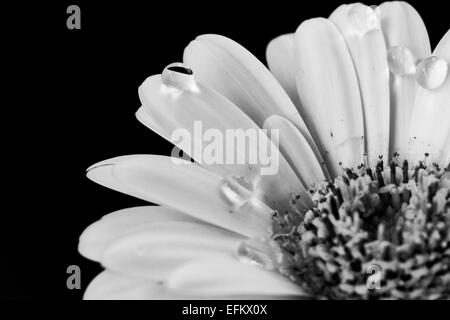 Eine Makroaufnahme einer Blume Gerbera mit Wasser tropft auf es in schwarz und weiß. Stockfoto