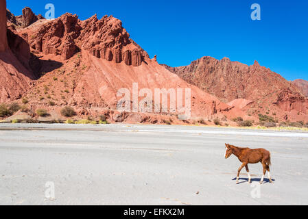 Braune und weiße Fohlen in der Wüste, umgeben von dramatischen roten Hügeln in Tupiza, Bolivien Stockfoto
