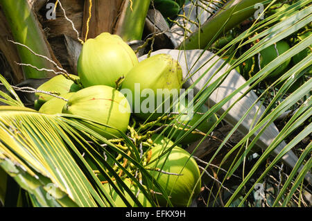 Junge grüne Kokosnüsse auf einem Baum im Perhentian Inseln, Malaysia Stockfoto