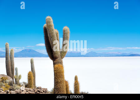 Kaktus auf Insel Incahuasi mit dem Uyuni Salzsee sichtbar unterhalb in Bolivien Stockfoto