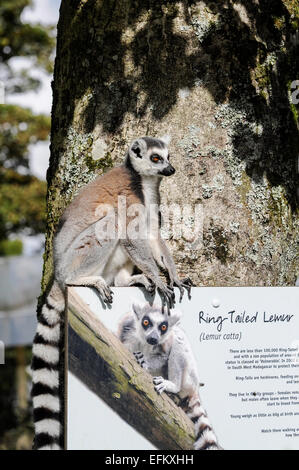 Madagassische Ringtail Lemur sitzend auf einem Schild Stockfoto