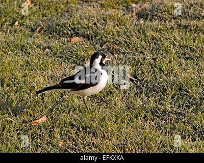 Australien: Elster-Lerche (Grallina Cyanoleuca), Weiblich Stockfoto