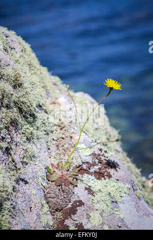 Single Löwenzahn auf küstennahen Felsen Flechten bedeckt, Isles of Scilly, Cornwall, England, Vereinigtes Königreich Stockfoto