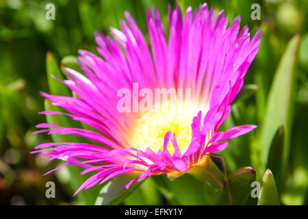 Nahaufnahme der rosa Garten Blume Stockfoto