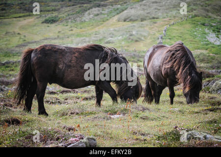 Zwei schwarze Ponys grasen in Feld, Scilly-inseln, Großbritannien Stockfoto