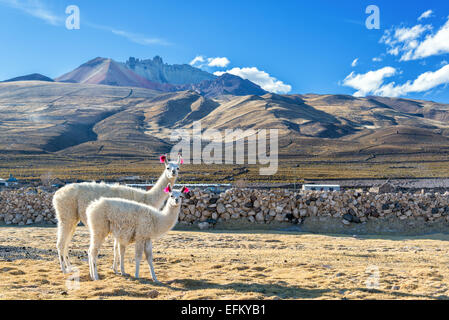 Zwei weiße Lamas mit einem dramatischen Vulkan steigt im Hintergrund in der Stadt Coqueza in der Nähe von Uyuni, Bolivien Stockfoto