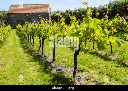 Reihen von Reben im Weinberg auf den Scilly-Inseln, Cornwall, Großbritannien Stockfoto