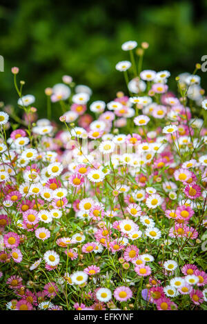 Detail der rosafarbenen und weißen Gänseblümchen im Garten Stockfoto