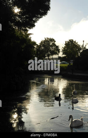 Abend Porträt, parkenden Autos, drei Schwäne auf ruhigem Wasser der Lagune unter hohen Bäumen, Palace of Fine Arts, San Francisco, USA Stockfoto