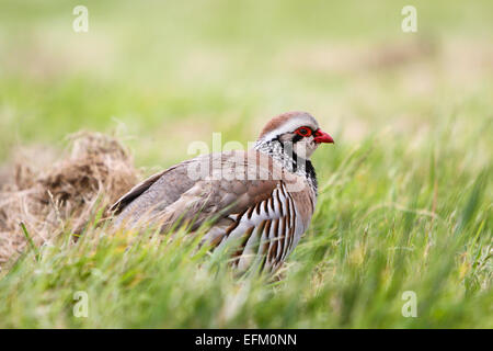 Red legged Partridge unter Feld Gras Stockfoto