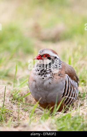 Red legged Partridge unter Feld Gras Stockfoto