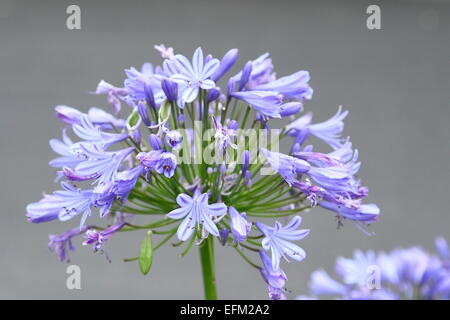 Lila Agapanthus, "Lila Magic", Lily Of The Nile oder Schmucklilie Stockfoto