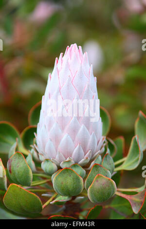 Blütenknospe King protea (Protea Cynaroides) Stockfoto