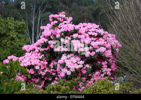 Rosa Rhododendron Blumen in voller Blüte Stockfoto