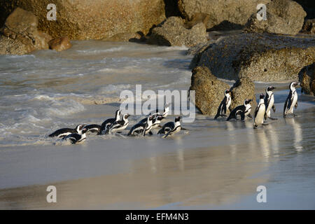 Afrikanische Pinguine (Spheniscus Demersus) an einem Strand in der Nähe von Kapstadt in Südafrika. Stockfoto