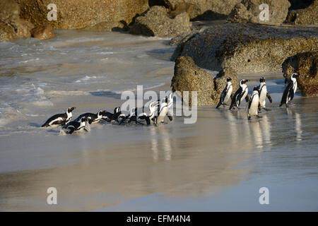 Afrikanische Pinguine (Spheniscus Demersus) an einem Strand in der Nähe von Kapstadt in Südafrika. Stockfoto