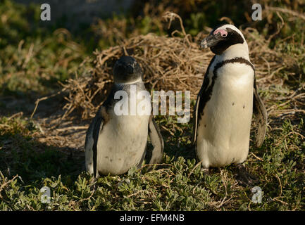 Afrikanische Pinguin (Spheniscus Demersus) hinter einem Gebüsch, an einem Strand in der Nähe von Kapstadt in Südafrika. Stockfoto