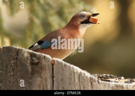 europäischen gemeinsamen Jay (Garullus Glandarius) schlucken Weißbrot auf stumpf feeder Stockfoto