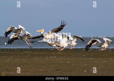 Herde von große Pelikane (Pelecanus Onocrotalus) die Flucht vom Strand Stockfoto