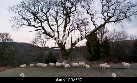 Carmarthenshire, Wales, UK. 7. Februar 2015. Warten auf Fütterung Schafe versammeln sich unter Eiche an einem frostigen kalten Morgen auf einem ländlichen Kleinbetrieb in Carmarthenshire, West Wales UK.  Die Wettervorhersage in diesem Teil von Wales ist heute zur Erhöhung der Wolkendecke mit gelegentlichen zaubern Sonnenschein. Bildnachweis: Kathy DeWitt/Alamy Live-Nachrichten Stockfoto