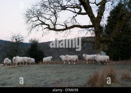 Carmarthenshire, Wales, UK. 7. Februar 2015. Schafe warten auf Futter unter einer Eiche an einem frostigen kalten Morgen auf einem ländlichen Kleinbetrieb in Carmarthenshire, West Wales UK gesammelt.  Die Wettervorhersage in diesem Teil von Wales ist heute zur Erhöhung der Wolkendecke mit gelegentlichen zaubern Sonnenschein. Bildnachweis: Kathy DeWitt/Alamy Live-Nachrichten Stockfoto