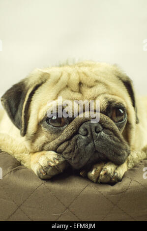 Ein Mops Hund dösen auf ein Hundebett Stockfoto