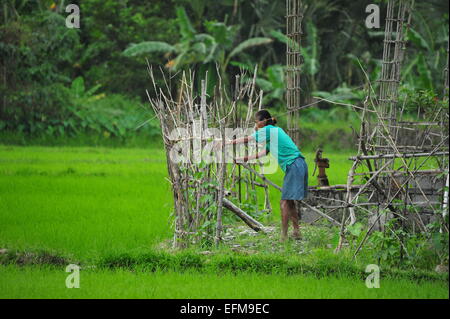 Arbeiten im Reisfeld, Sibuyan Island, Philippinen. Stockfoto