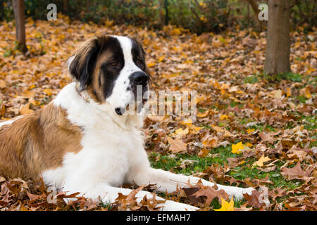 Eine riesige Rasse Bernhardiner Hund legt in einem Blatt bedeckt Rasen. Stockfoto